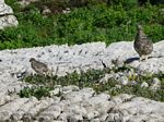 Cdn Rockies Adventure (Aug 2010) - Talus - 044
